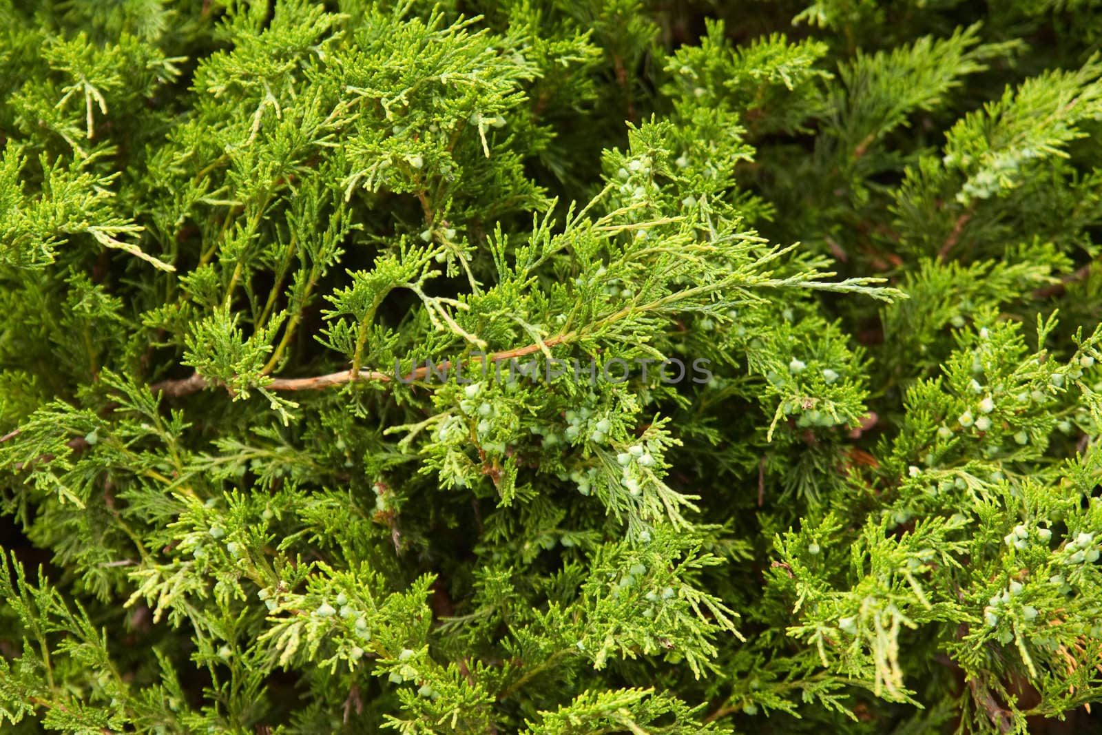 Needle background after rain