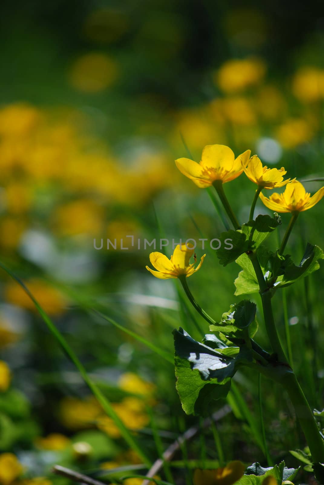 a lot of mash marigolds in grass