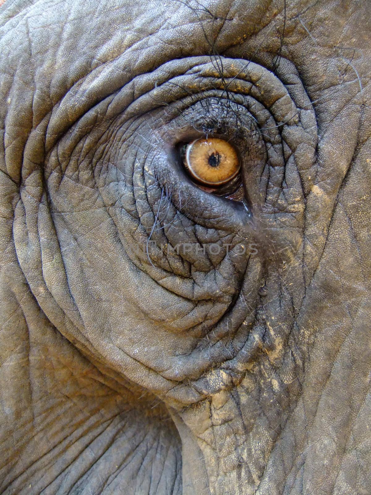 Eye of an elephant (Elephas maximus)