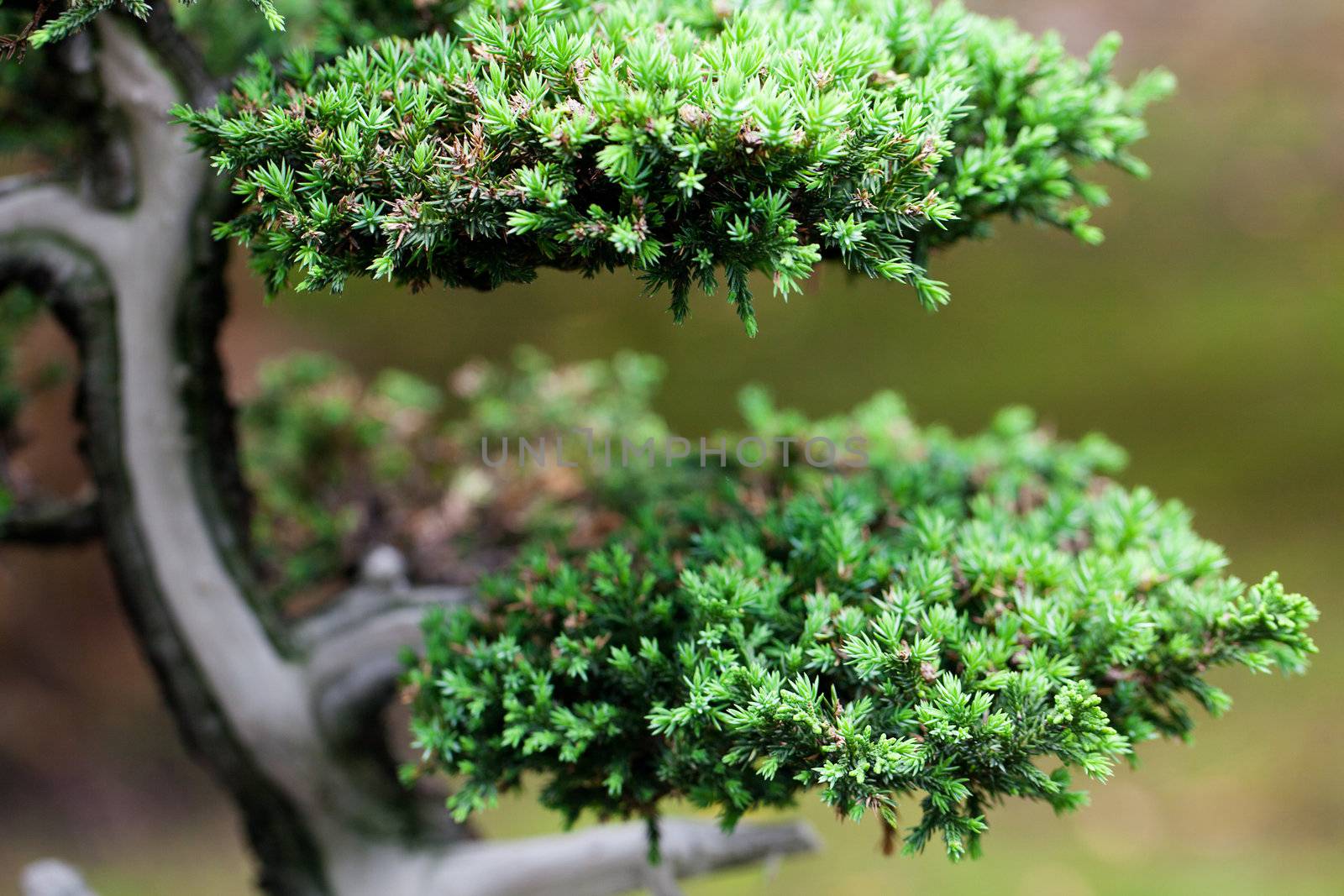 beautiful juniper bonsai  in a botanical garden