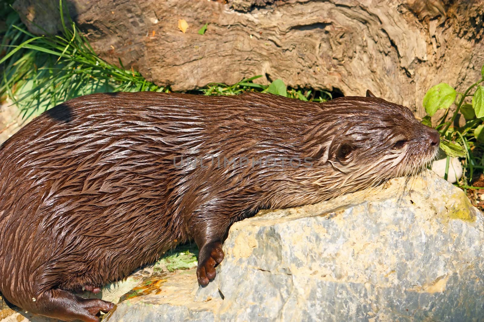 An oriental small-clawed otter taking a break after game