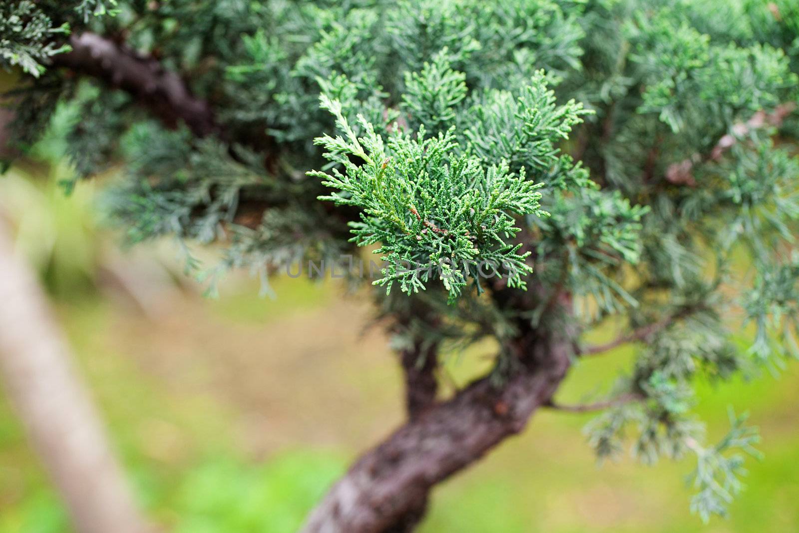 beautiful juniper bonsai  in a botanical garden