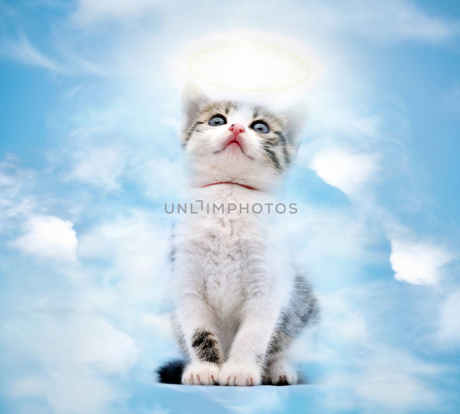 Young kitty goes to heaven