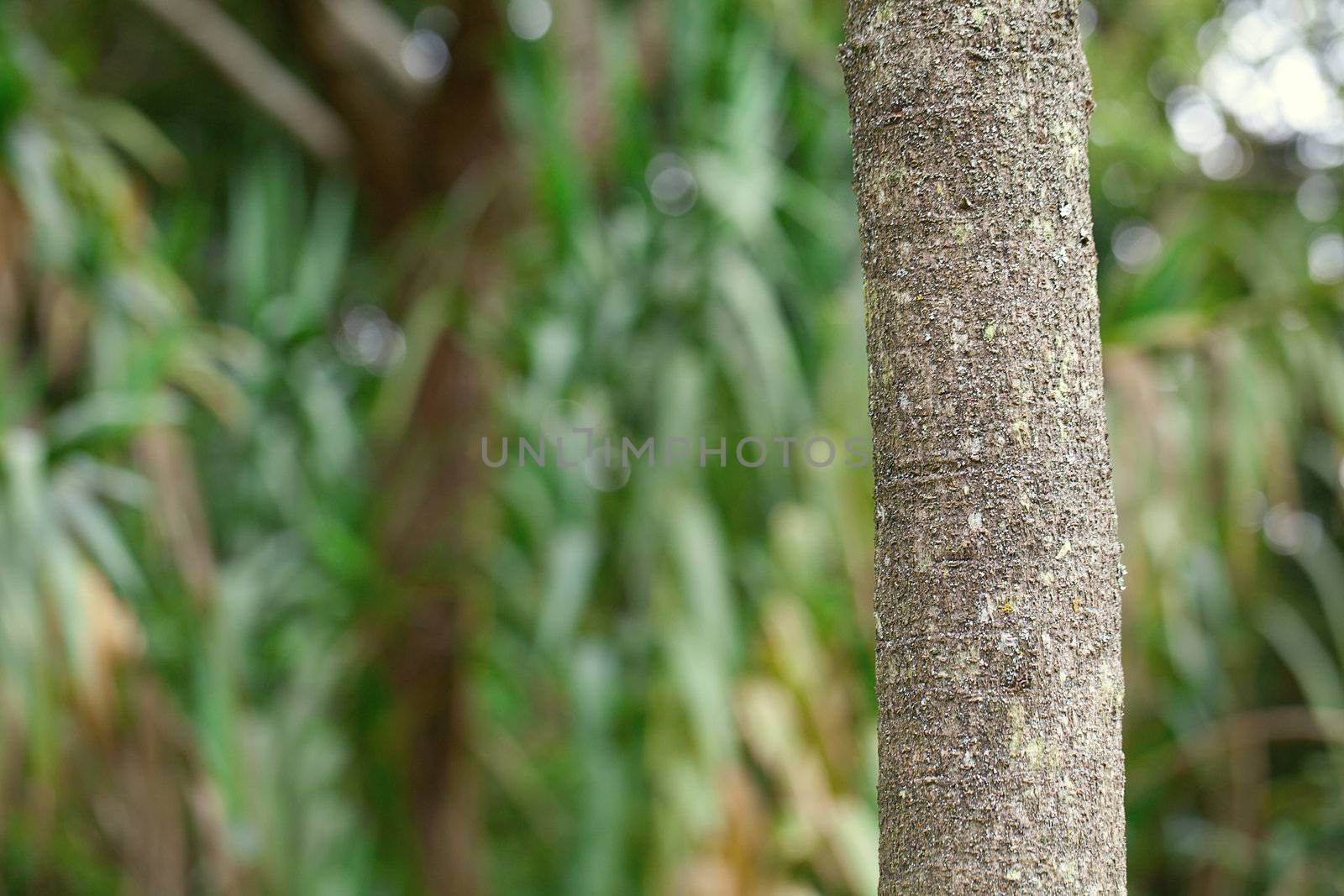 tropical tree trunk against the natural green