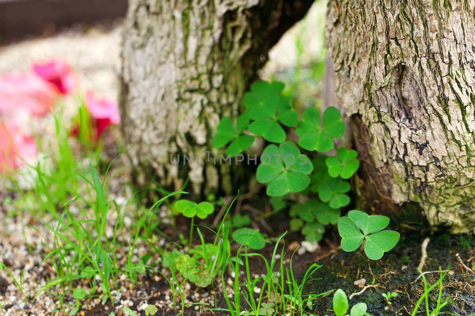 tree roots,clover and moss