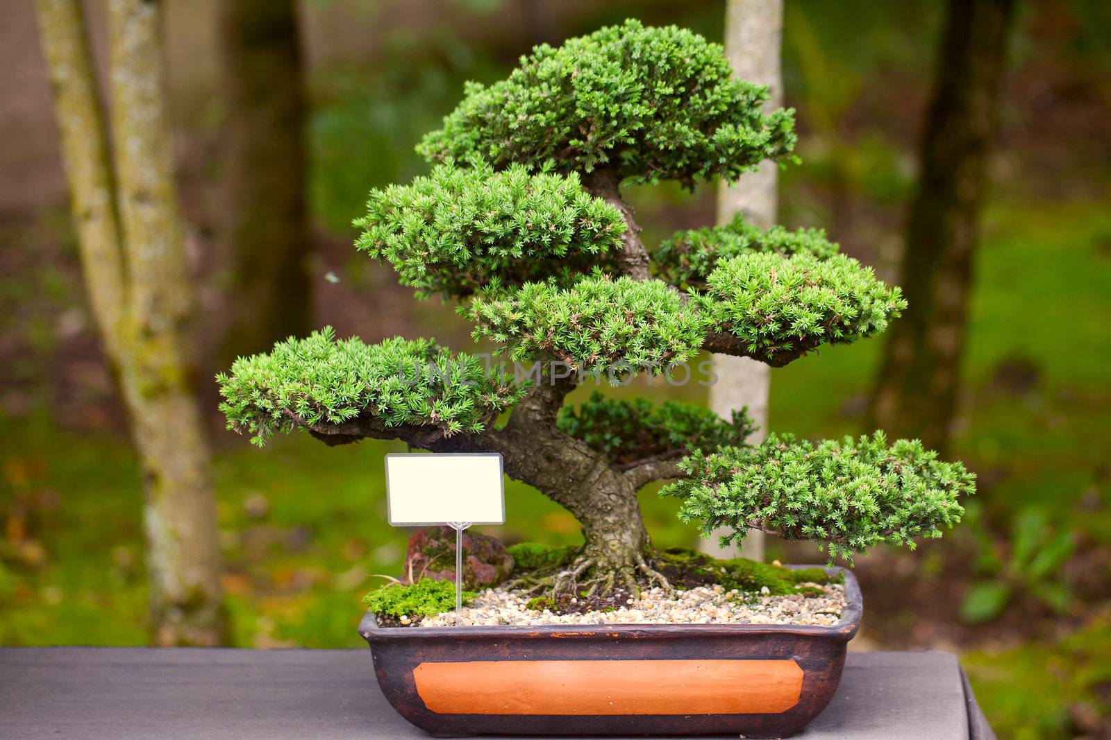 beautiful juniper bonsai  in a botanical garden