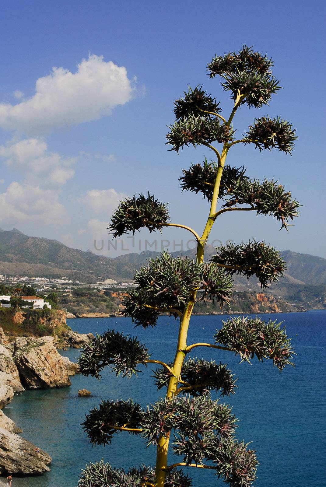 tree and sea by severija