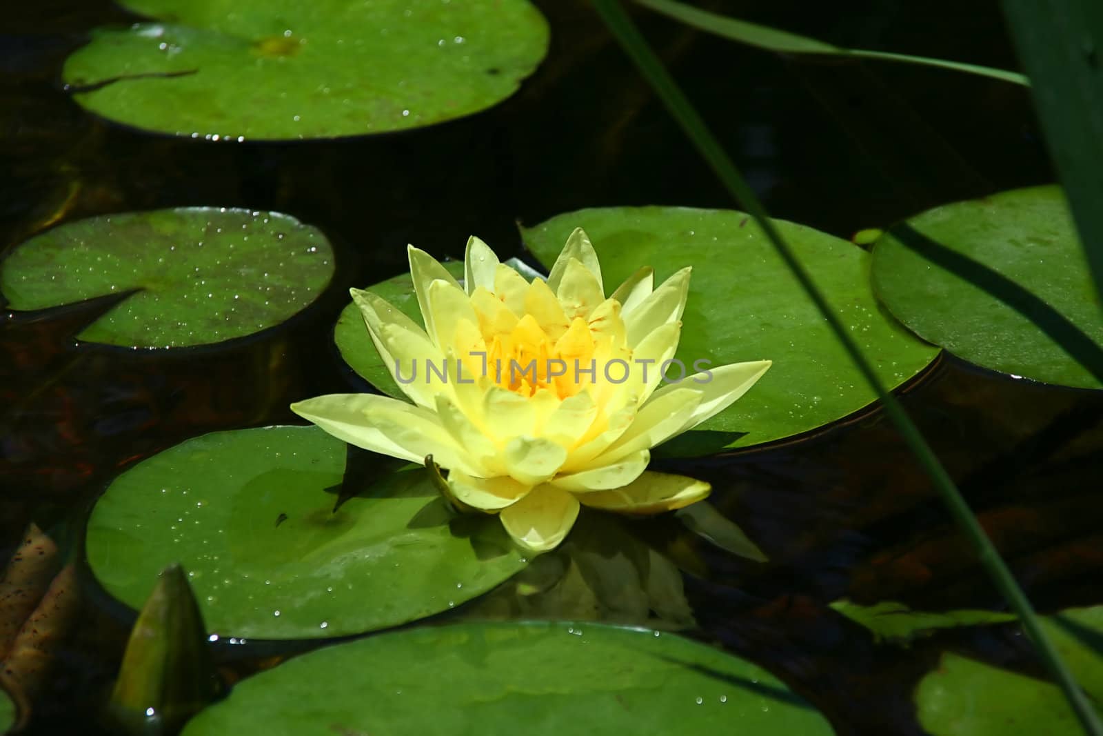 Blossoming lotus with leaves on a surface of a pond