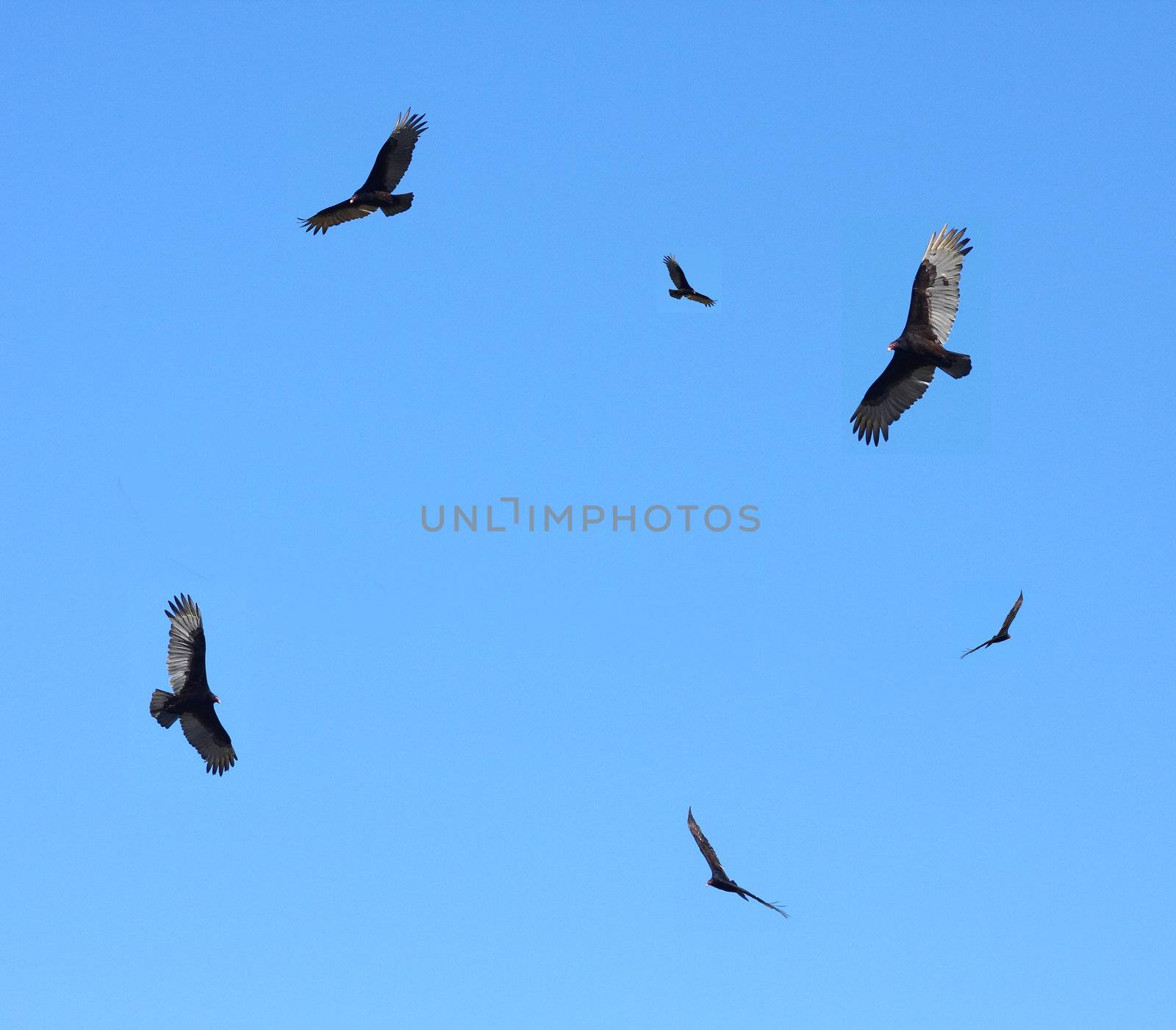 Turkey buzzards in flight by Geoarts
