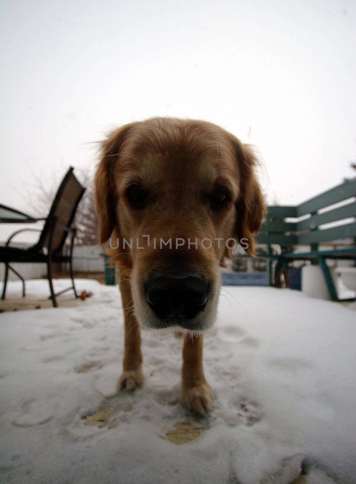 A golden retriever sniffs out the camera on a snowy deck