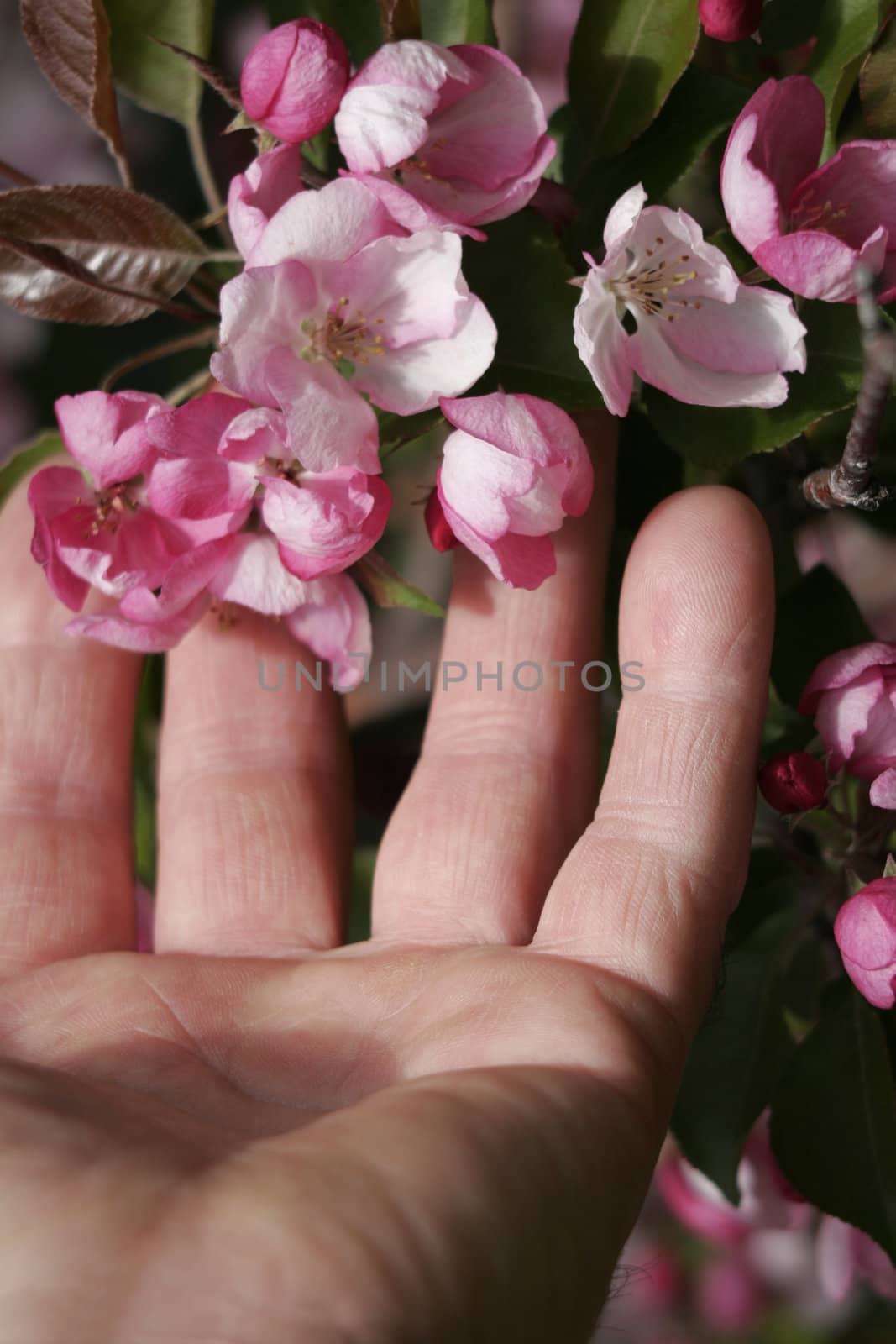 A hand touches some blossoming buds in the springtime