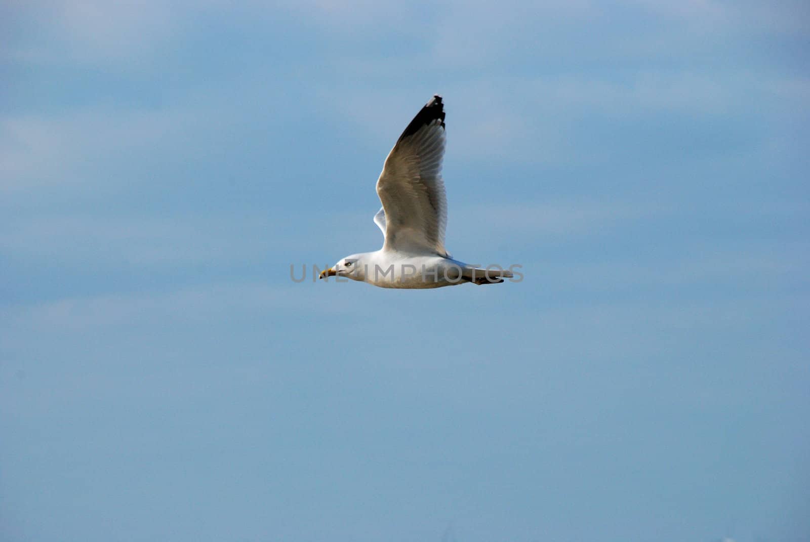 Seagull in flight along the cast of Kent,uk,taken march 2009