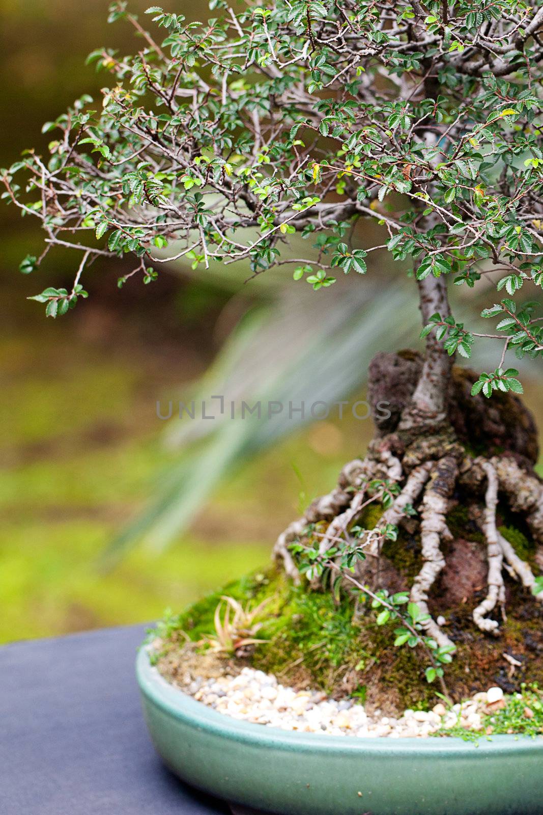 beautiful bonsai in a botanical garden