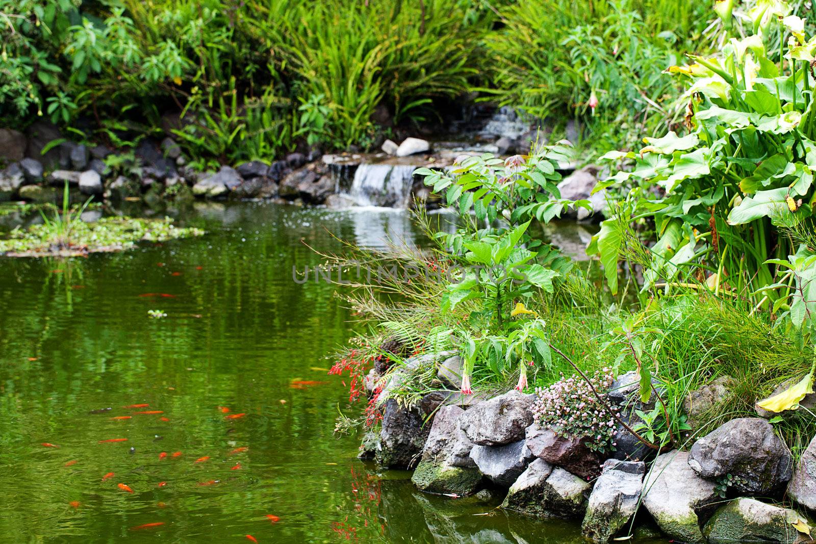 fish pond and green trees around