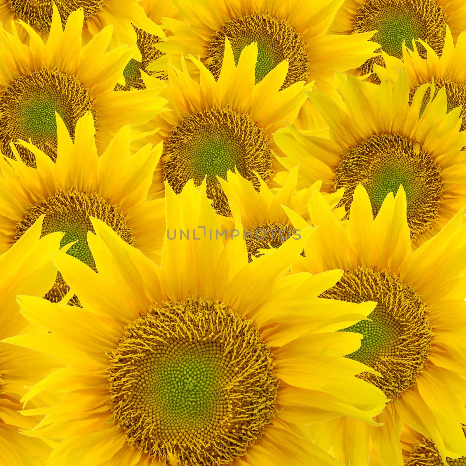 Sunflower by antpkr