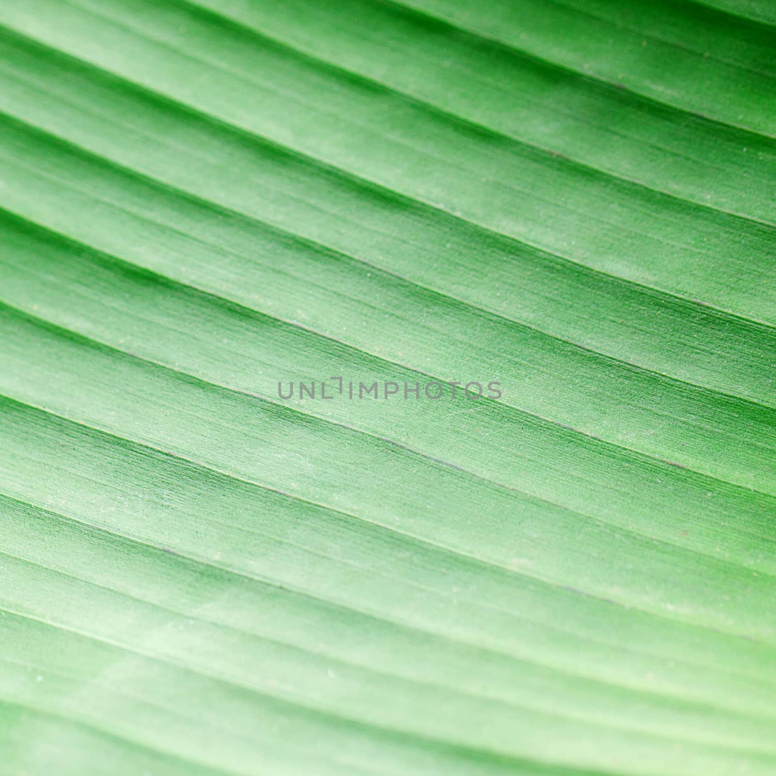 macro background of green leaf by jannyjus