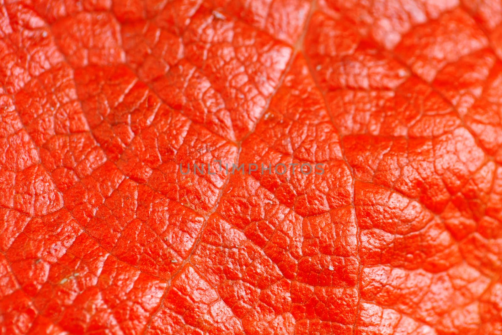 macro background of red leaf