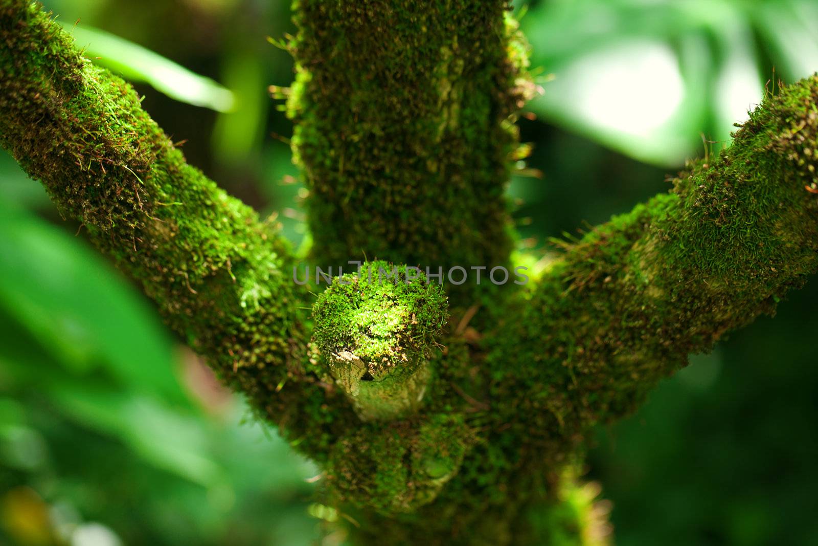 trunk of a tropical tree in the moss