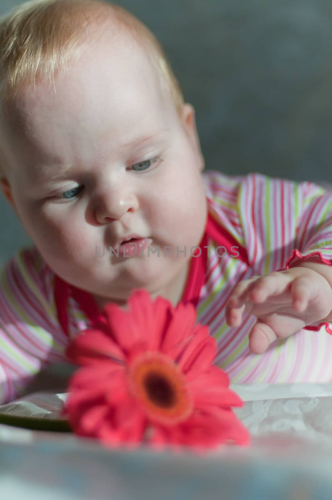 Portrait of baby with a flower of gerbera