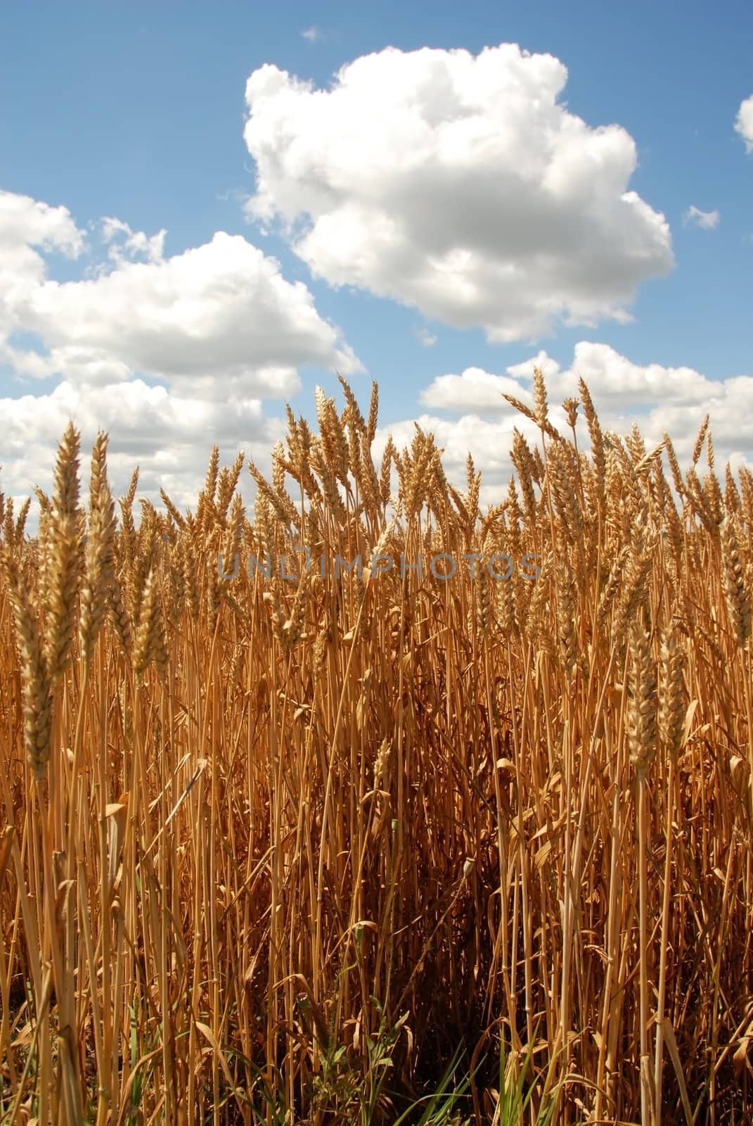 yellow wheat plant on field over scenic landscape Serbia