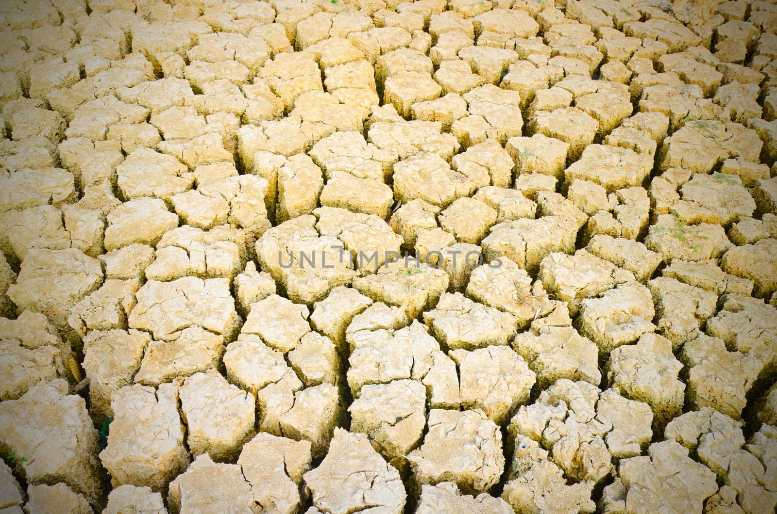 green grass 
growing on drought field, drought land