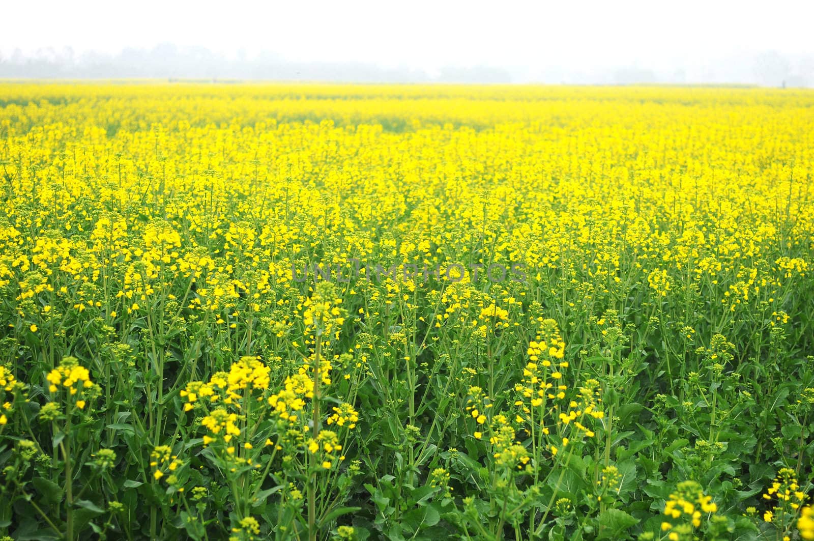 Landscape of blooming rapeseed fields