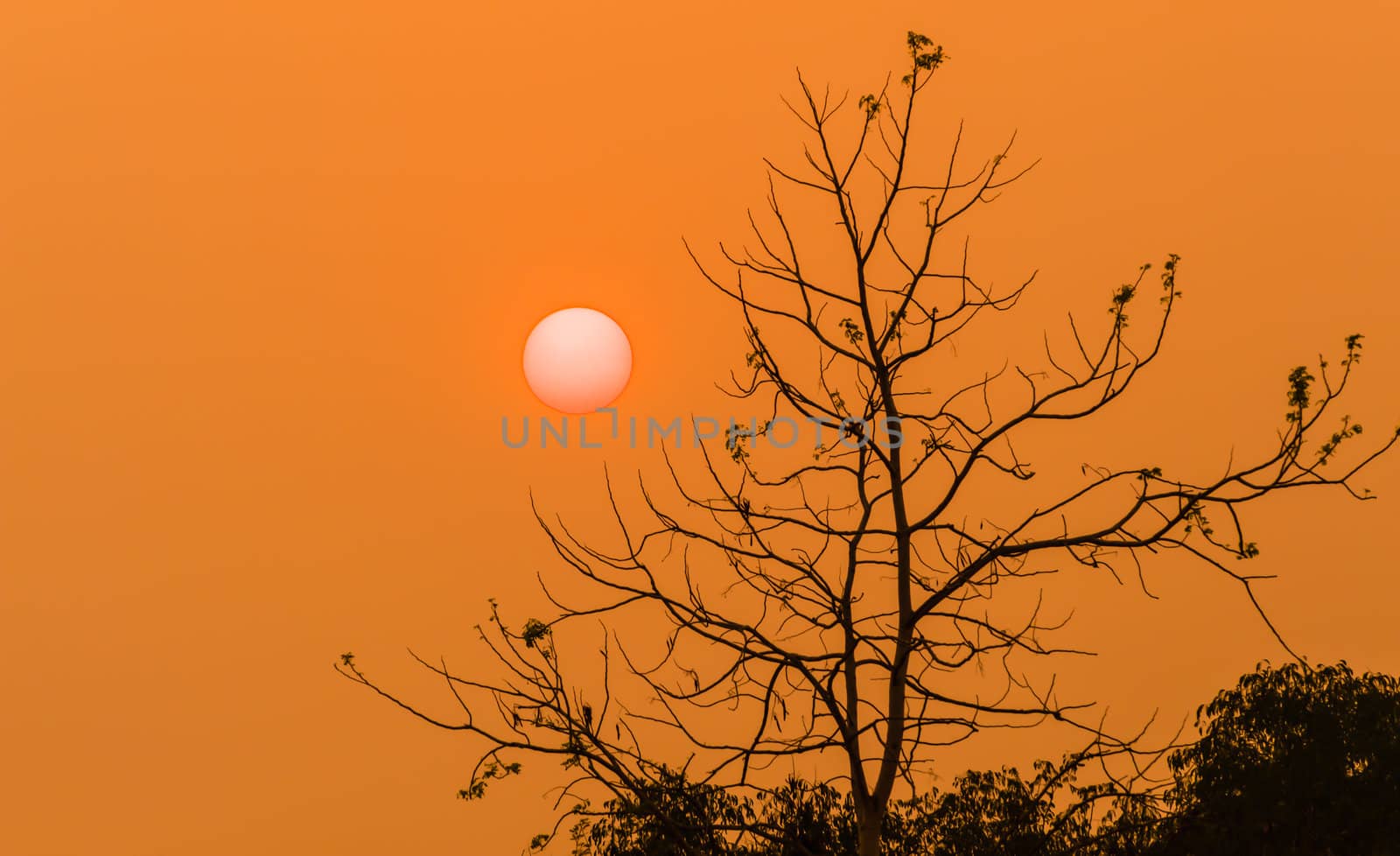 silhouette of tree in sunset time