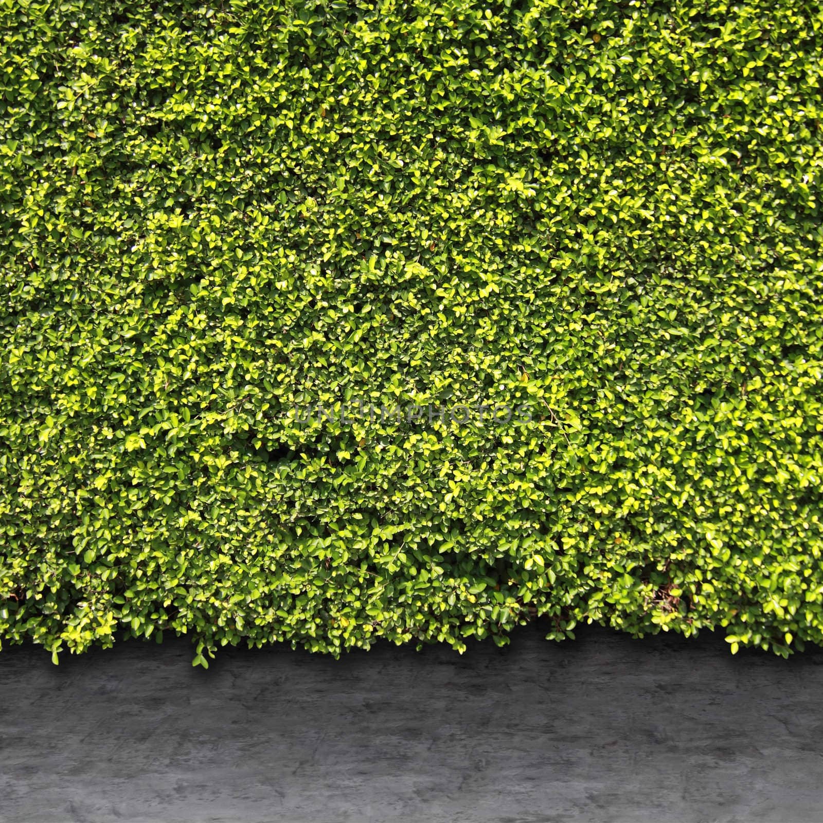 Green leaves wall and cement floor by liewluck