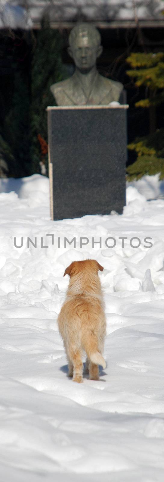 curious dog
