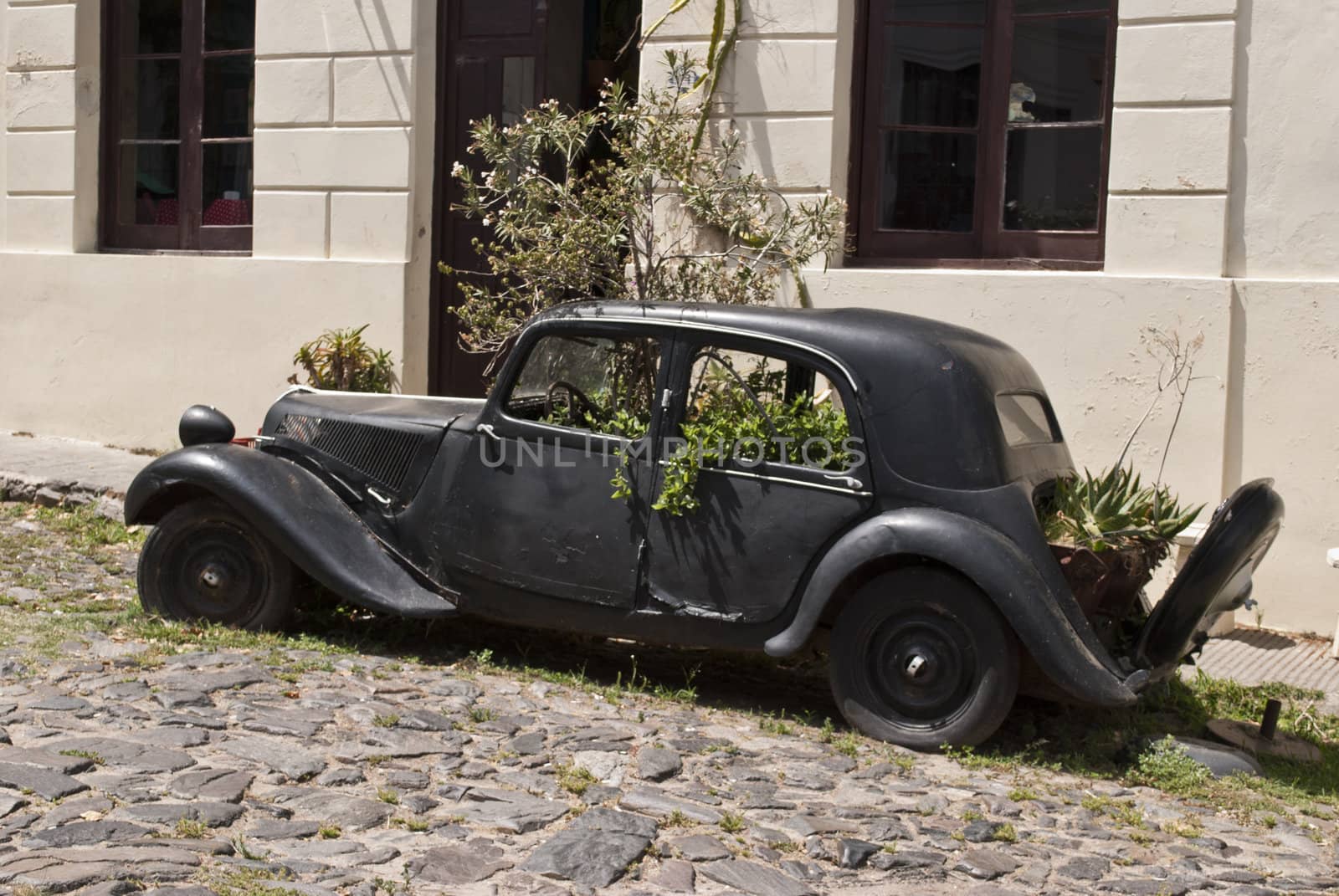 old car with plants