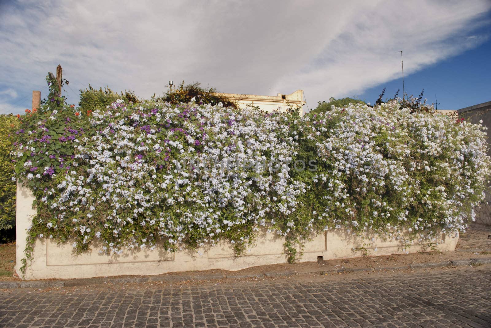 wall with flowers by lauria