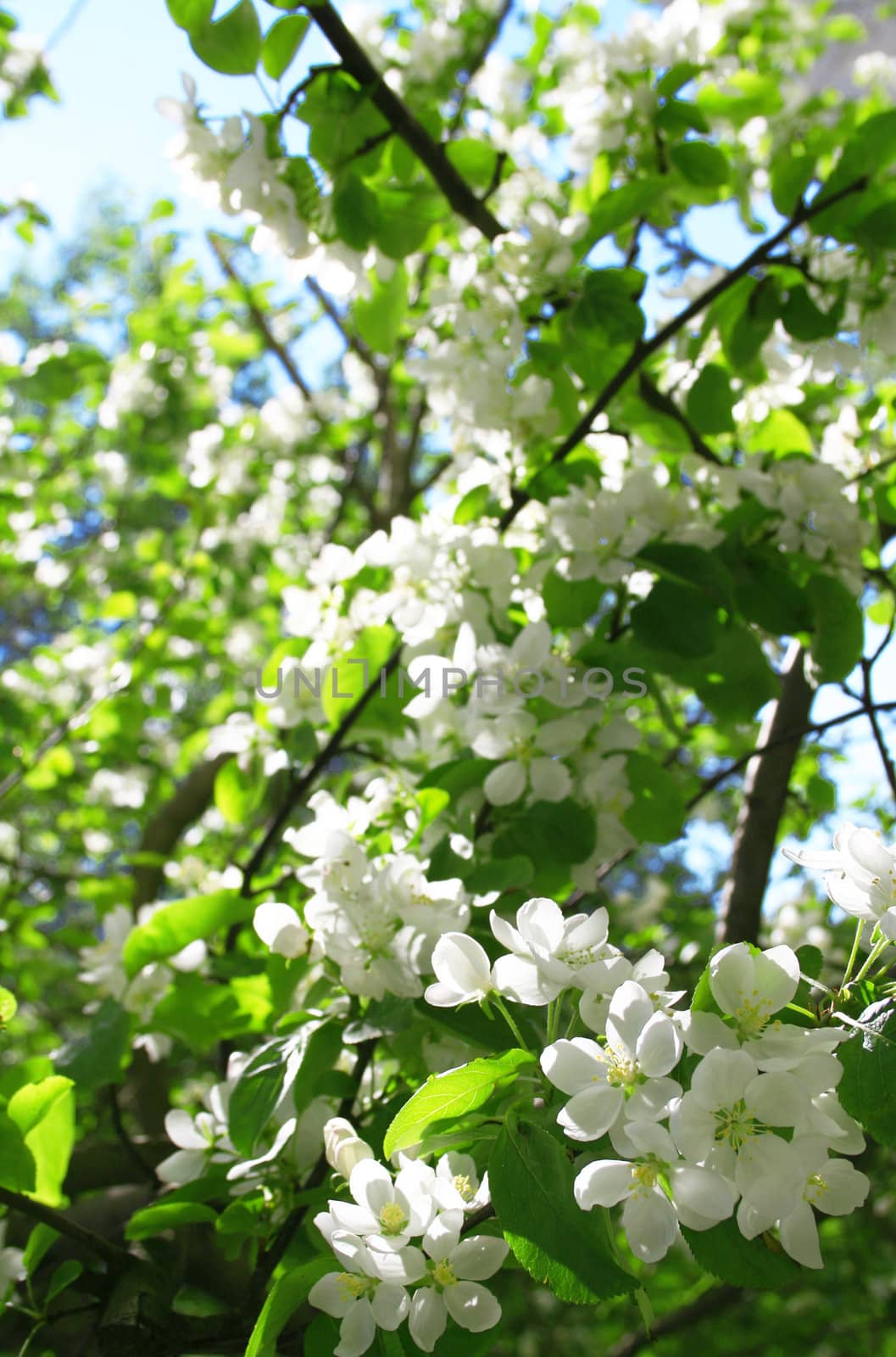 Branches of blossom apple tree in spring