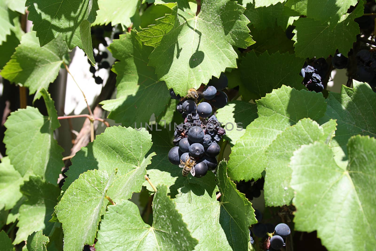 ripe grapes by photochecker