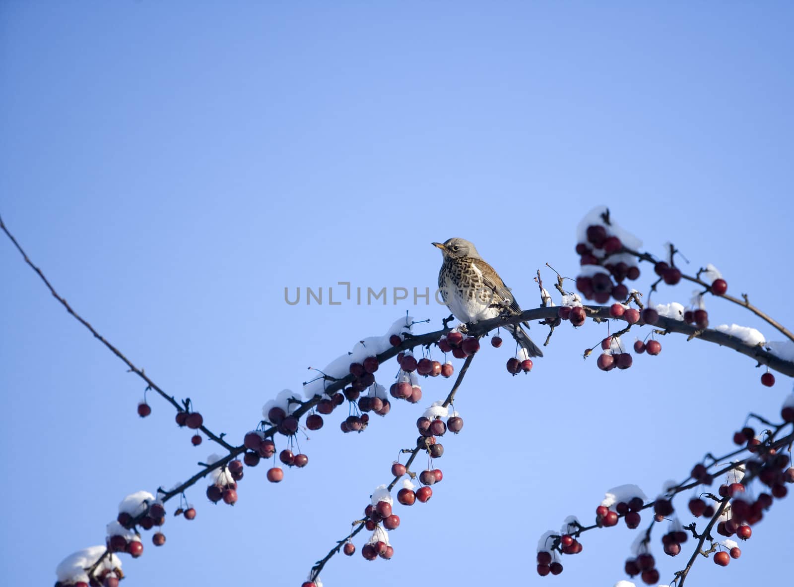 Bird on a Branch towards blue sky