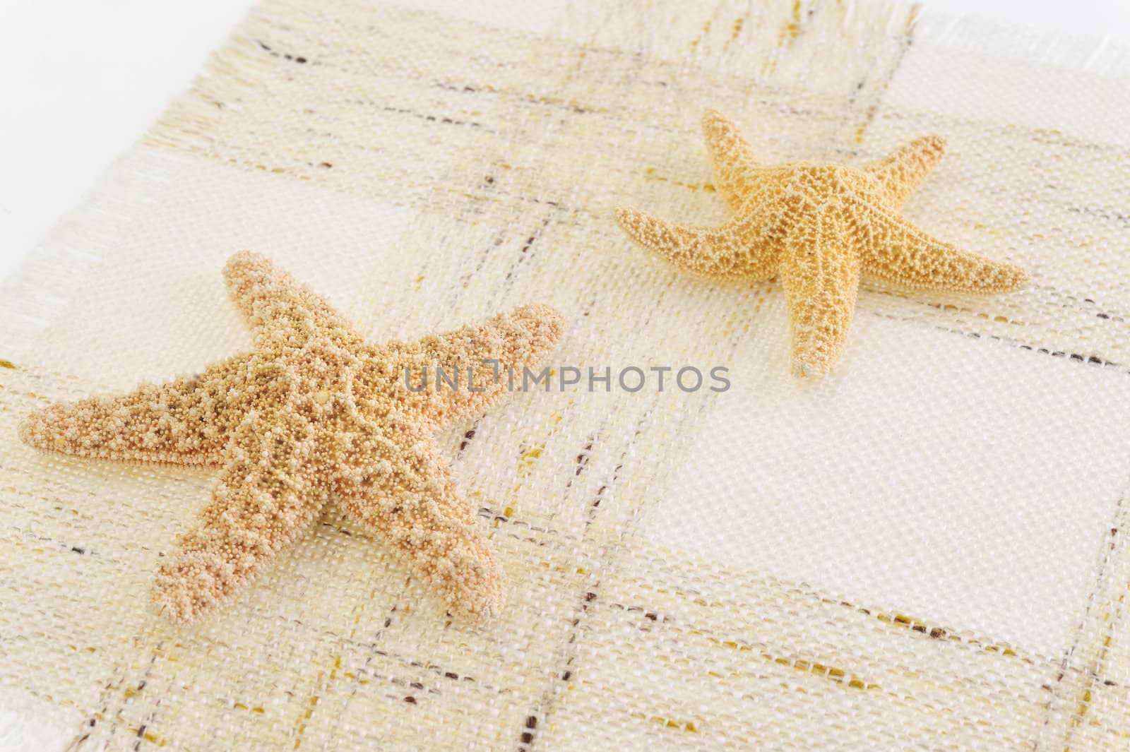 Two starfish isolated