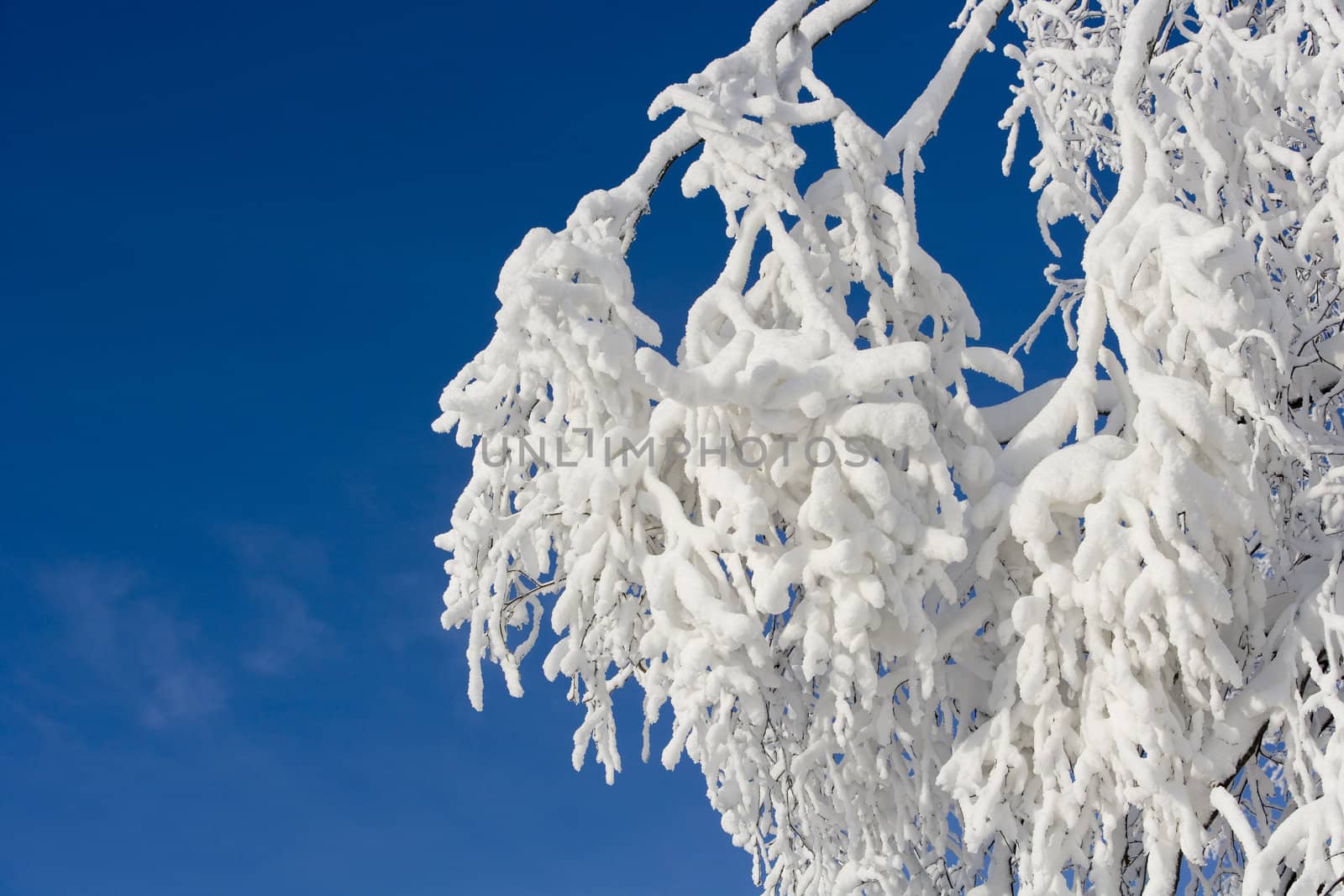 Branch with snow in the winter towards blue sky