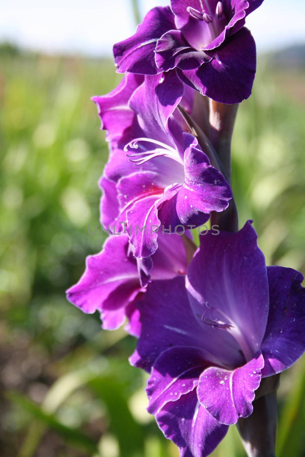 gladioli in summer by photochecker