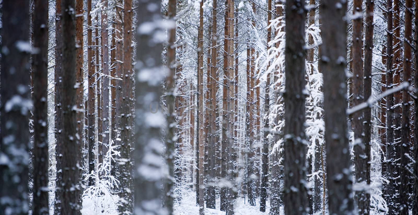 Trees at winter Full Frame