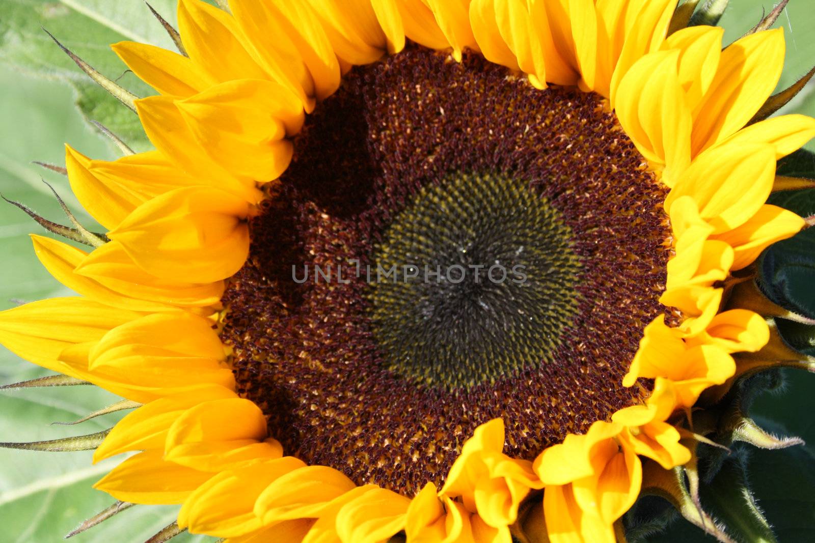 sunflower by photochecker