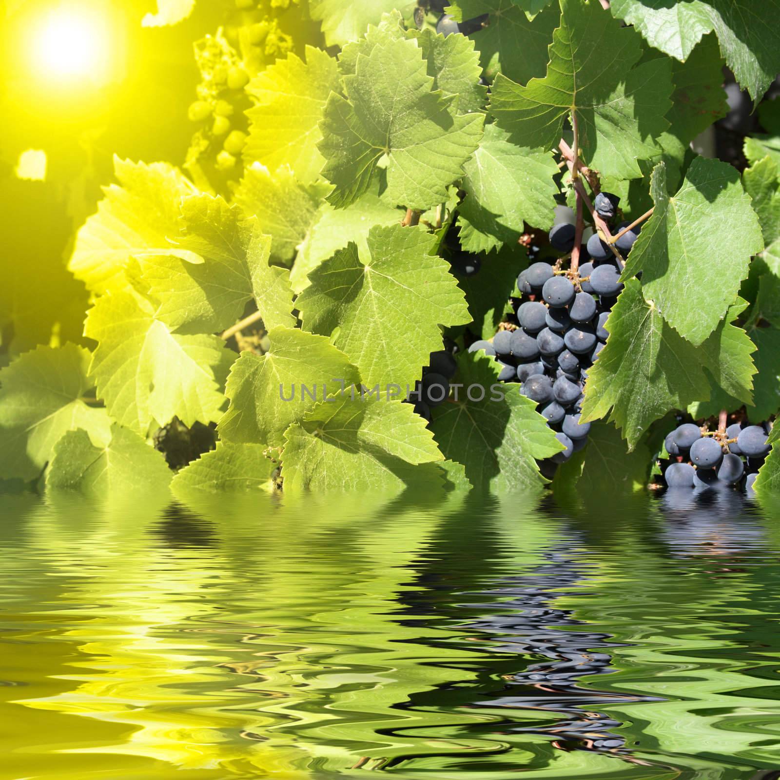 blue grapes in summer by photochecker