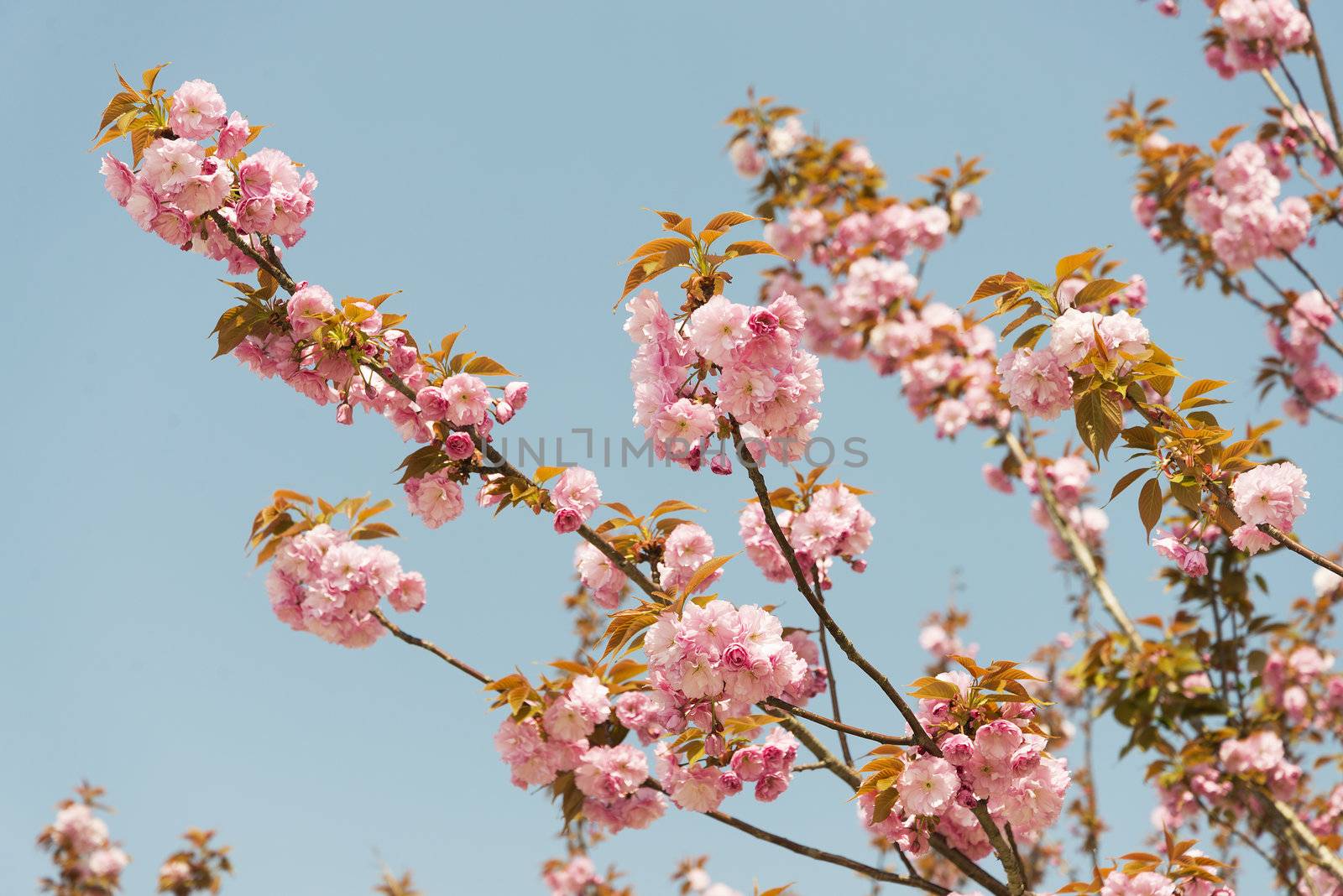 cherry blossom flowers