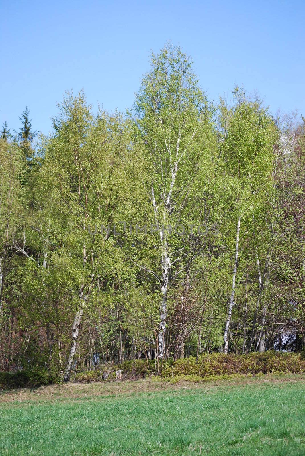 czech landscape