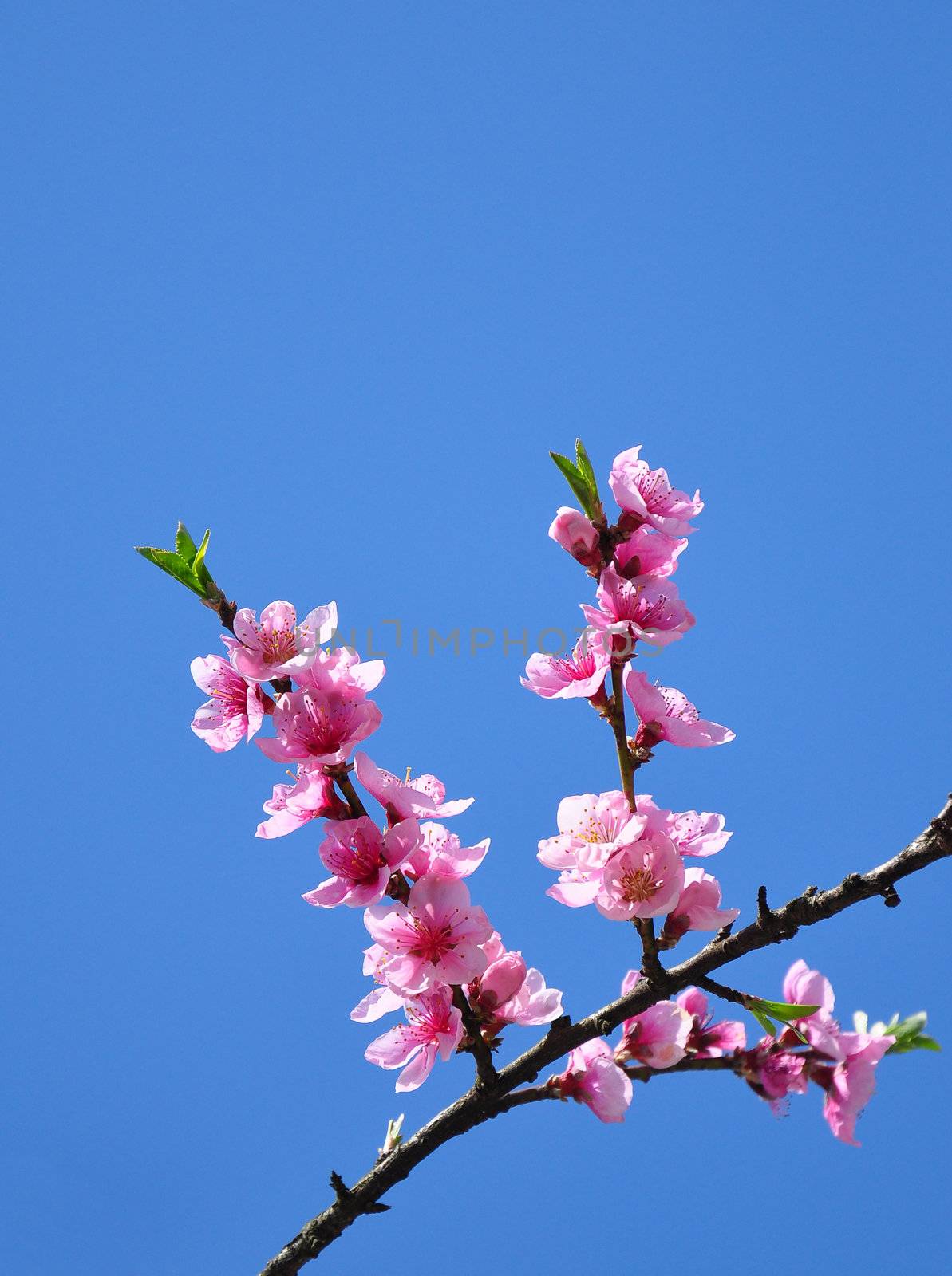 Peach flower (Prunus persica)