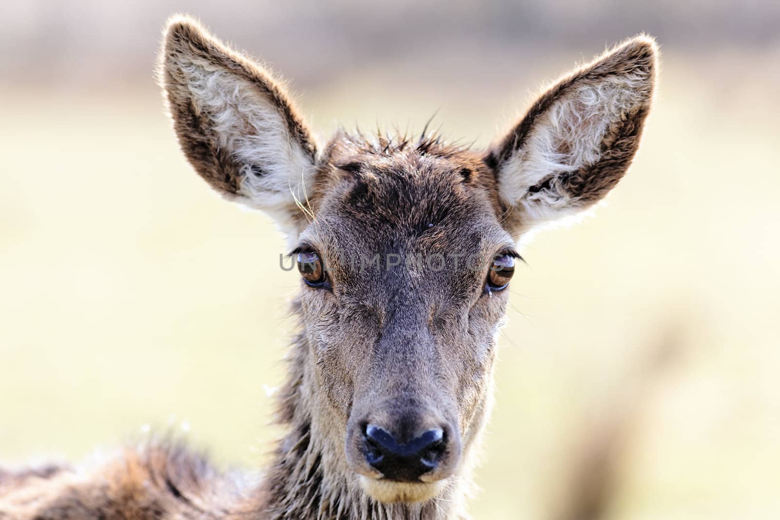 head of wild doe in alert in a meadow