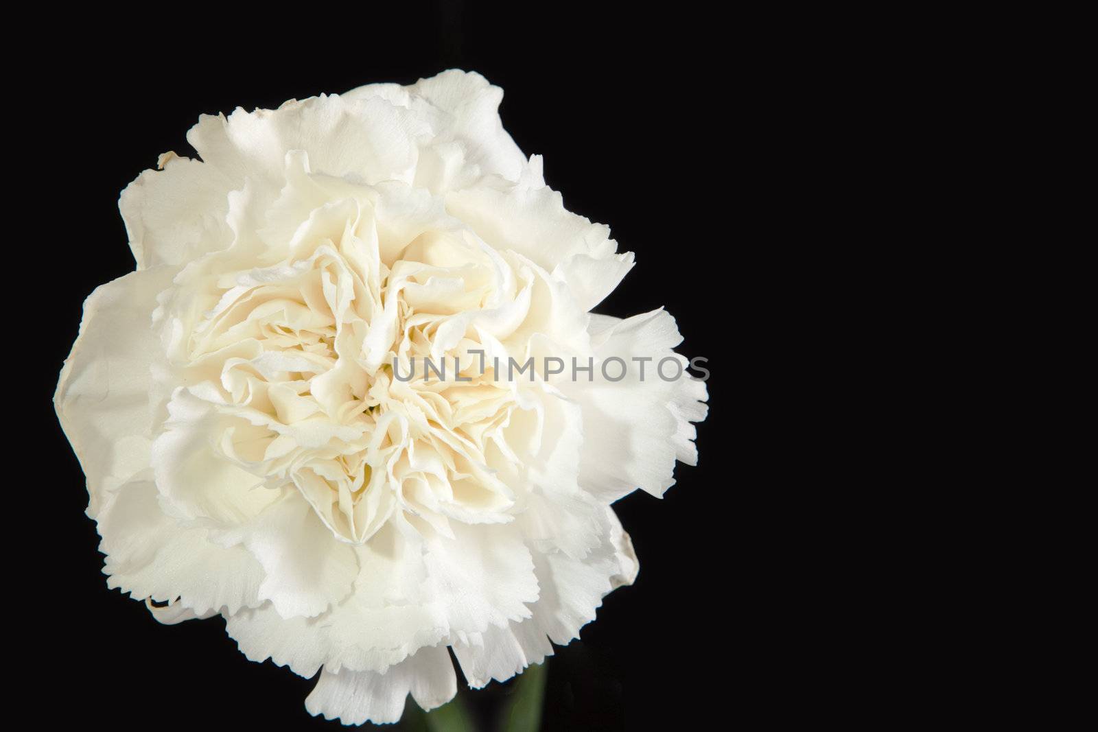 white carnation flower closeup by vinodpillai