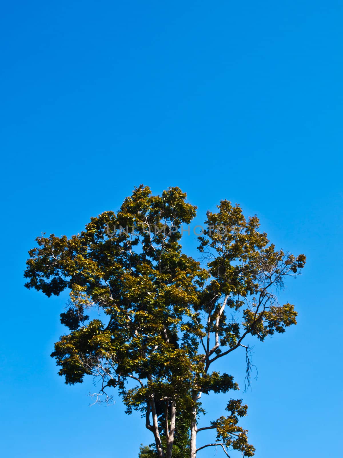 Tree on blue sky as background.