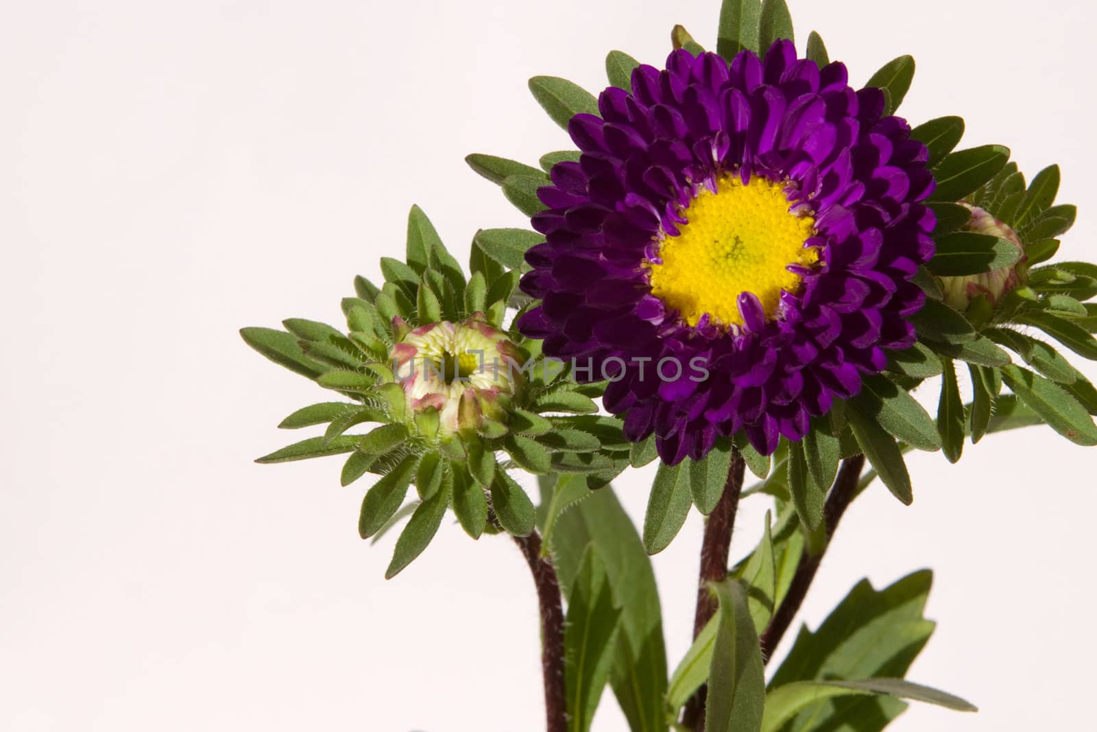 Purple China Aster (Callistephus chinensis) Plant with flower and buds