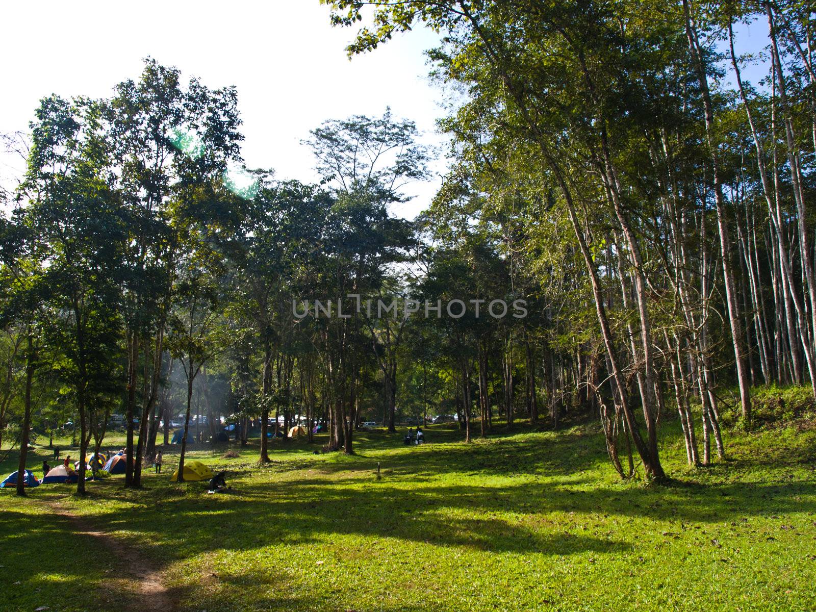 Camping field in the forest of Huay Nam Dung Natonal Park in Chi by gururugu