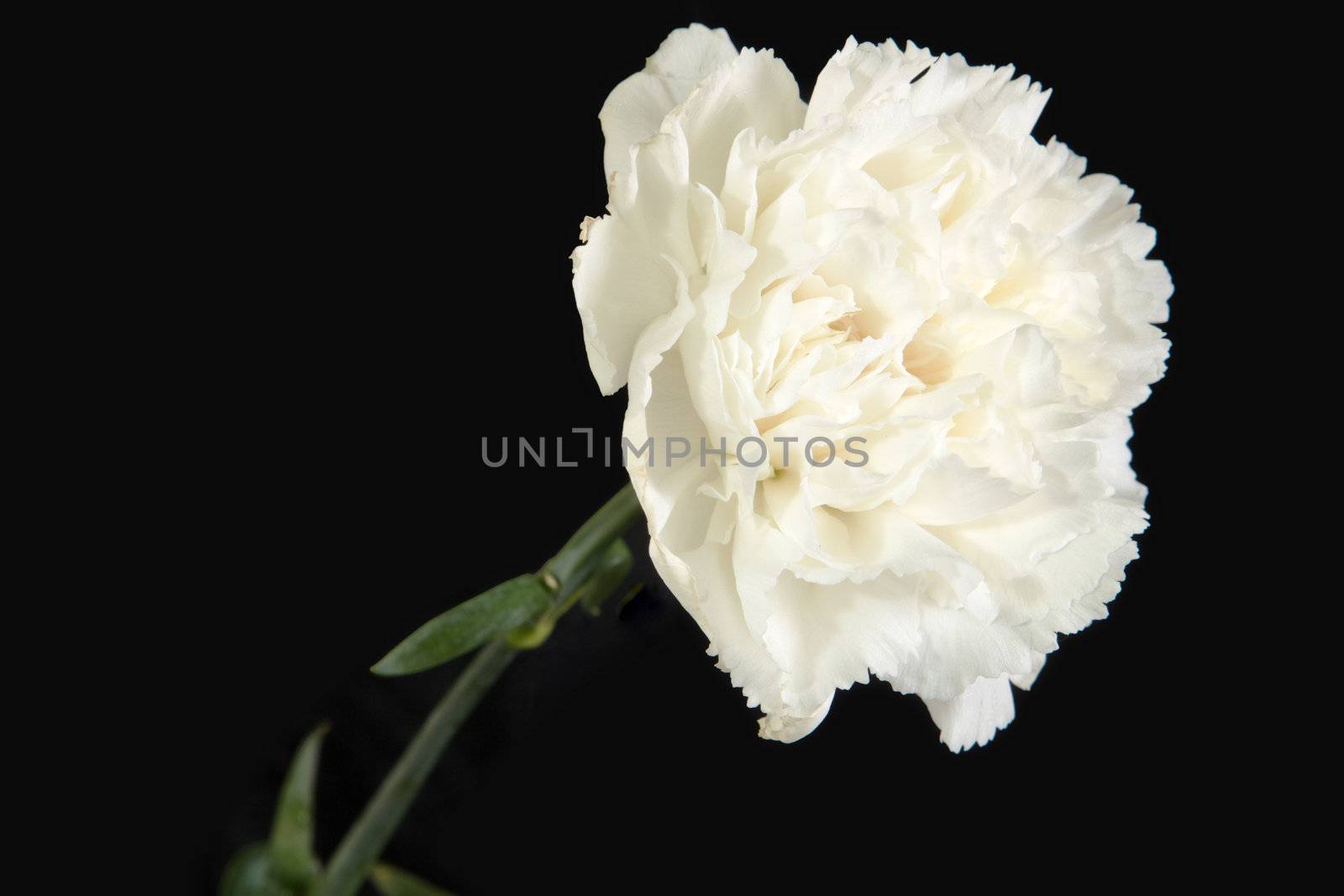 white carnation stem with flower