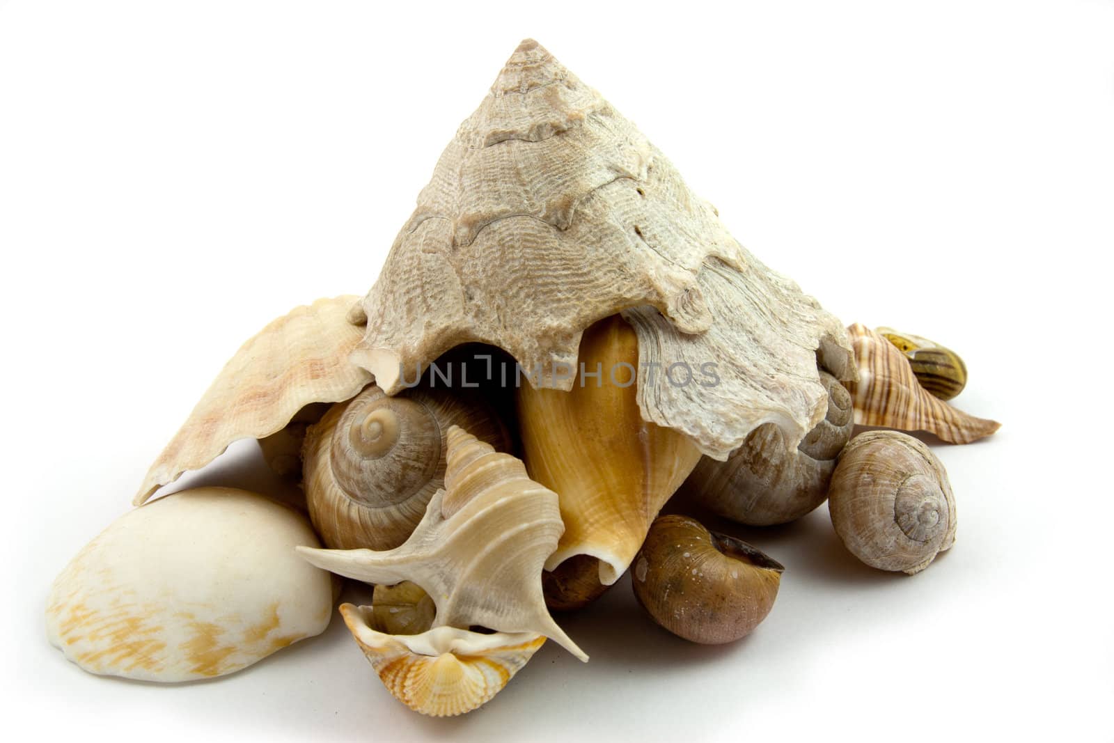 Stack of sea shell on a white background
